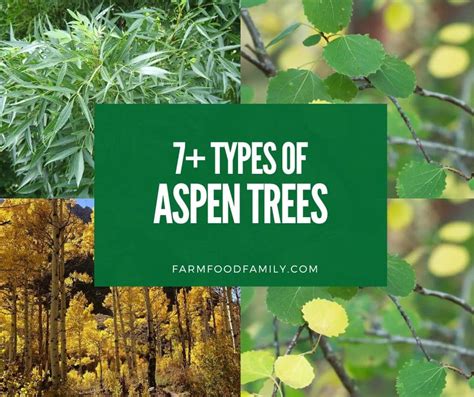 trees that are similar to aspen trees